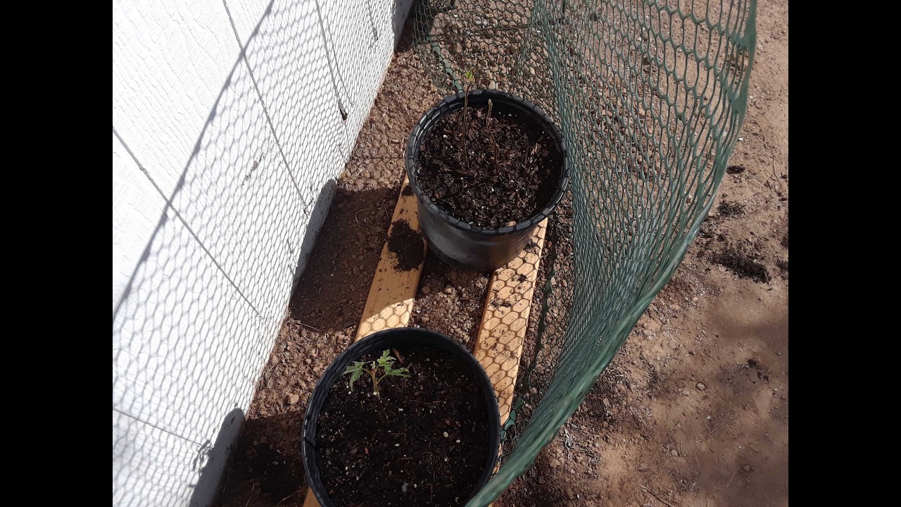 The bare root fig trees are transplanted. Garden Update 2 13 26