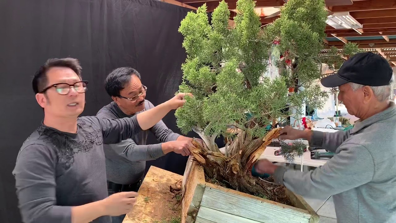 Bằng Kiều's Bonsai Stories : California juniper - Bách Cali.