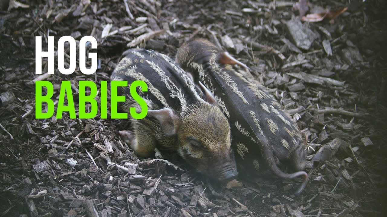 Vibrant Triplets Join Red River Hog Family: A Tale of Camouflaged Cuteness and Conservation