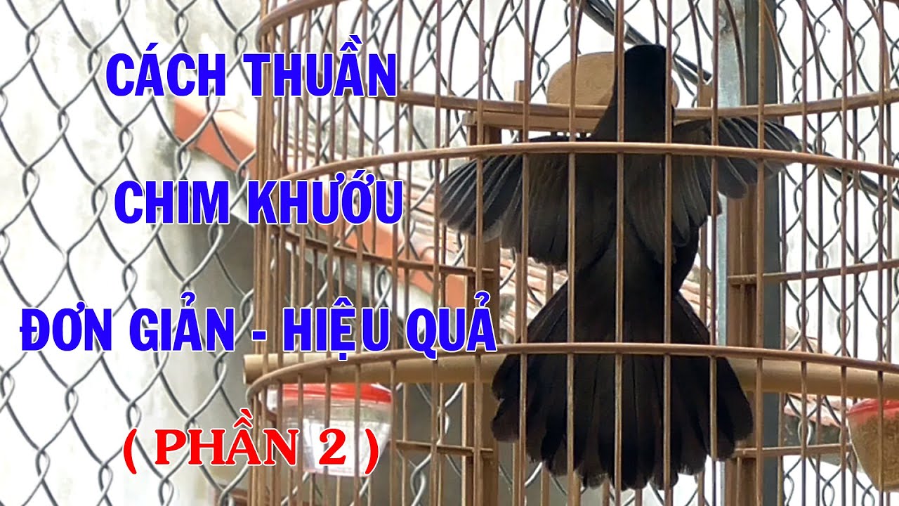 Hướng dẫn thuần chim khướu Cách thuần chim khướu phần 2 l Hoạt Họa Mi