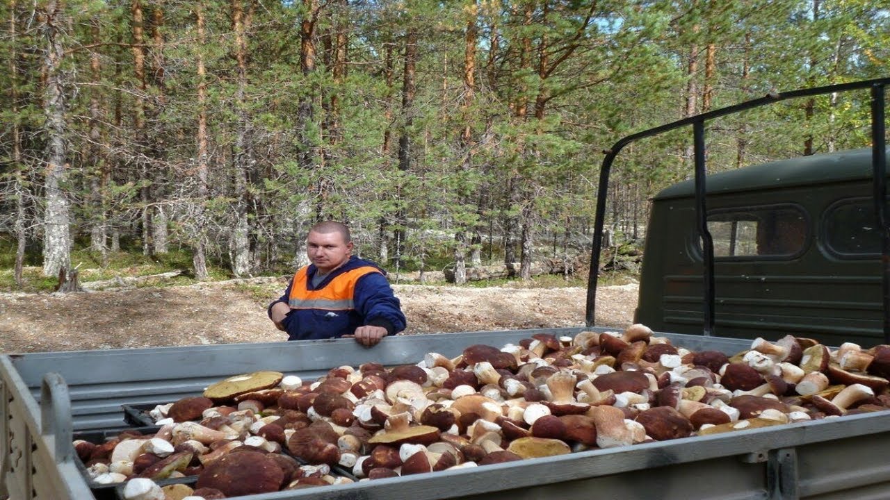 Гигантские грибы продолжают расти! Грибы 2025 😱🍄🌲 Красивые большие грибы. Экстремальный сбор грибов