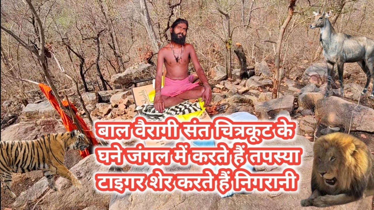 बाल वैरागी संत चित्रकूट के घने जंगल में करते हैं तपस्या टाइगर शेर करते हैं निगरानी