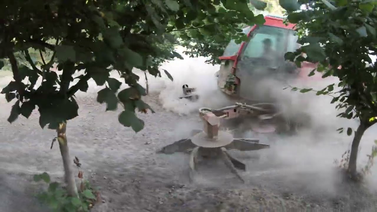 Hazelnut harvest by R23 harvester from AMB Rousset, nut harvester