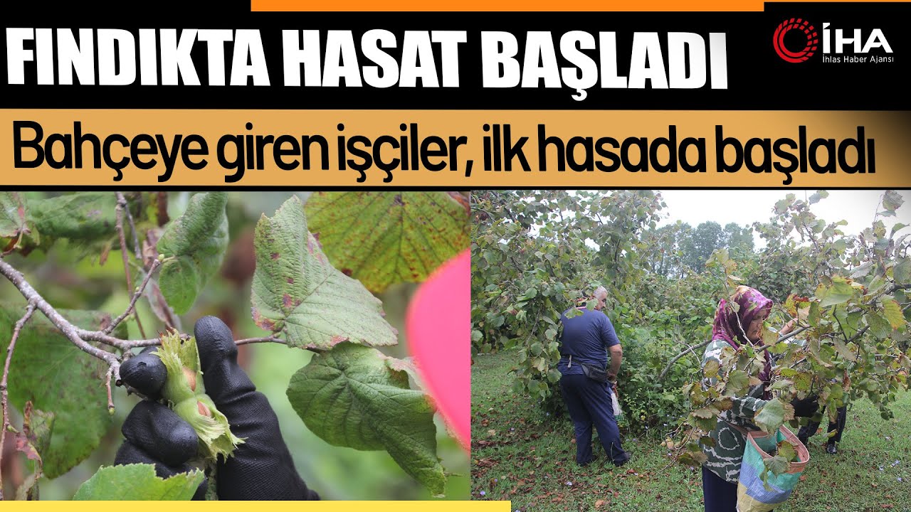 Yeşil altın fındıkta hasat başladı