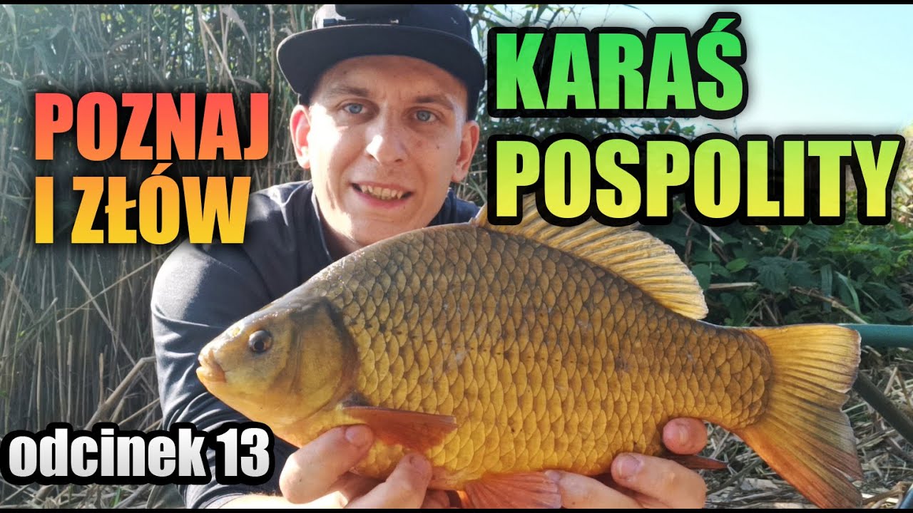 KARAŚ POSPOLITY - Poznaj i Zł&oacute;w #13