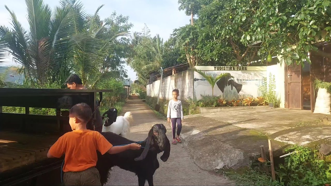 Borong Kambing