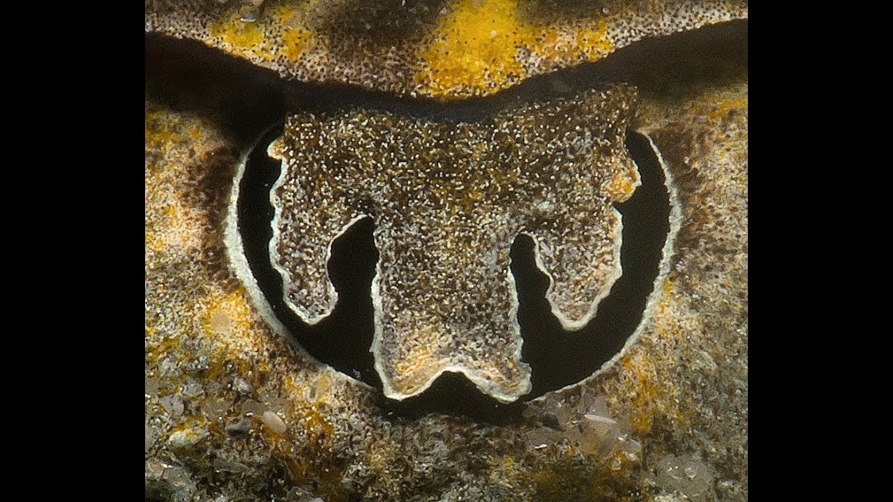 Perplexing Pupil of the Ray
