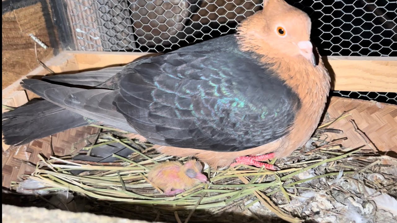 Nace el pichónsito arcángel y les cuento que está pasando en mi criadero y con mis animales 😔