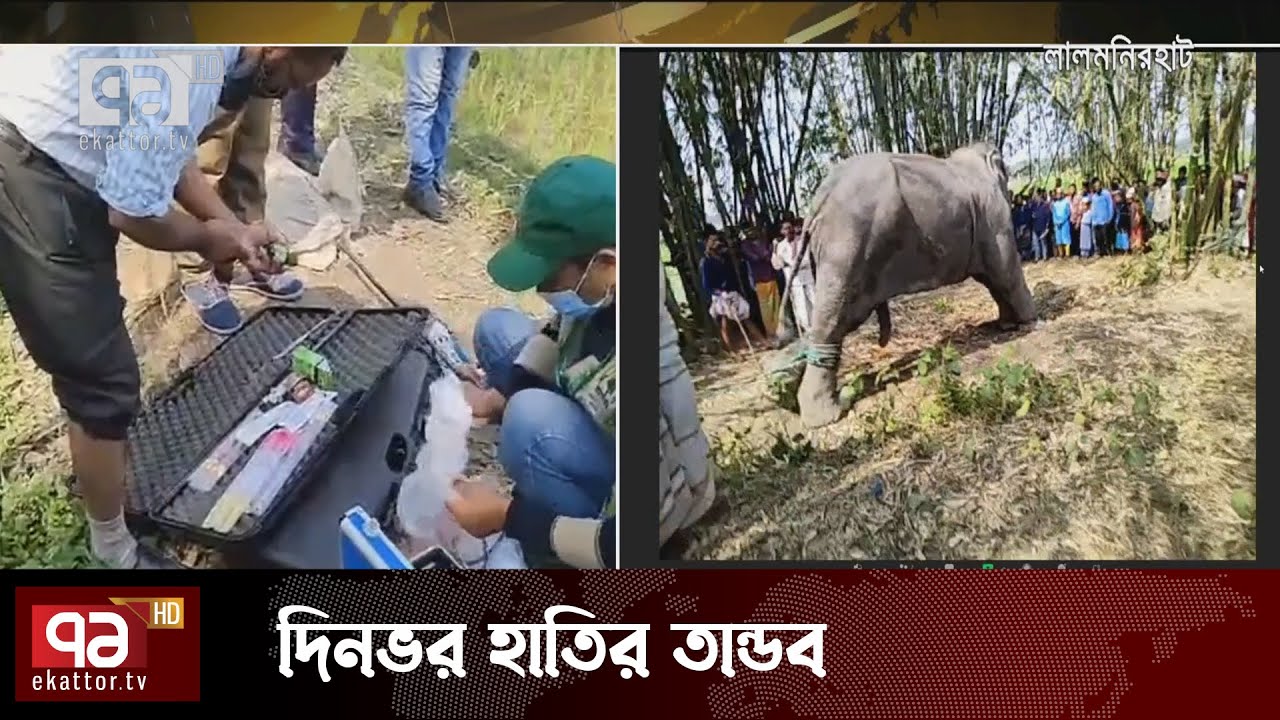 লালমনিরহাটের মাতাল হাতিটিকে সুস্থ করার প্রয়াস চলছে | Elephant | News | Ekattor TV
