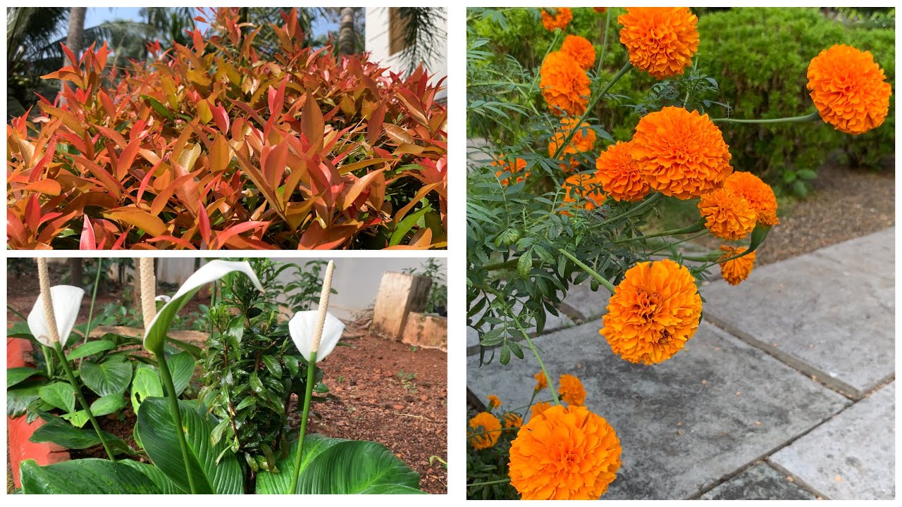 🥰ഇന്നത്തെ കുറച്ചു സമയം ചെടികളുടെ കൂടെ/Flower‘s/ Bougainvillea starts flowering/RIYA‘S TINY WORLD 