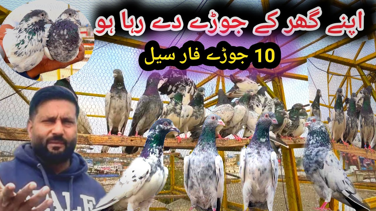 Resulted Pairs For Sale| Teddy Kabootar + Rampuri + Mian Sab Wale Kabootar For Sale📱 +92 348 1717797