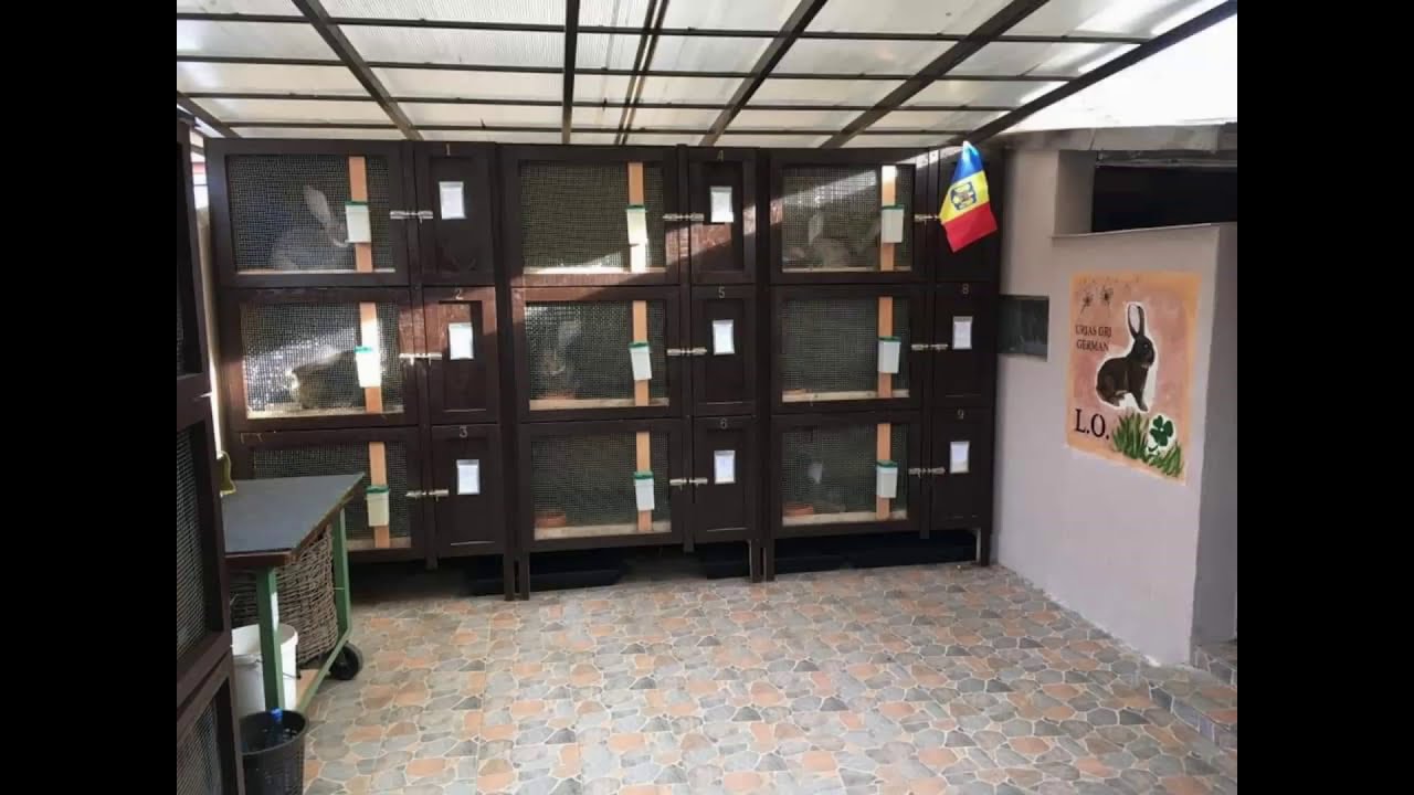 Cele mai tari custi de iepuri 2- Luci Onujec