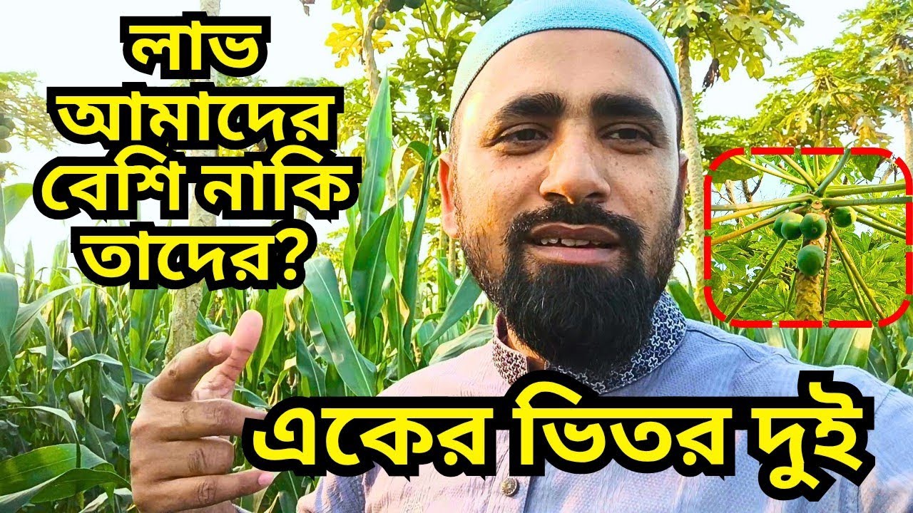 ভুট্টা চাষ করে আমাদের লাভ বেশি নাকি এই অঞ্চলের চাষীদের লাভ বেশি 🌽💵 | জানুন বিস্তারিত | Mitali Agro 