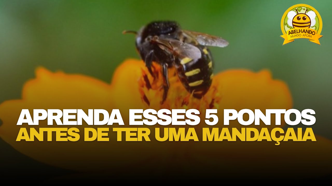 5 PASSOS ESSENCIAIS para ter SUCESSO com Manda&ccedil;aias!