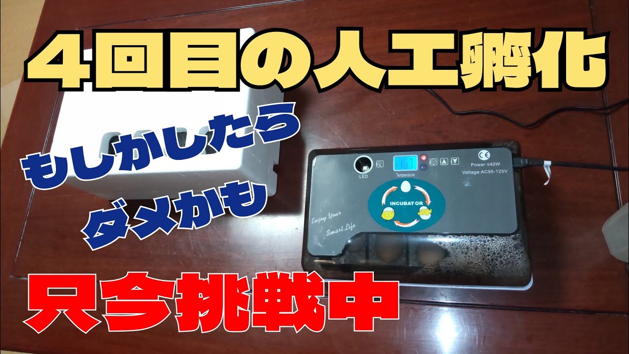 4回目の人工孵化に挑戦
