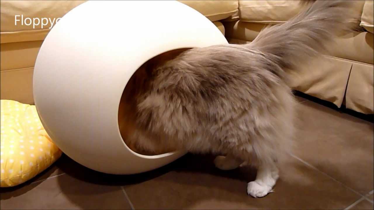 Ragdoll Cats and Pod Egg-Shaped Cat Bed Review - ねこ - ラグドール - Floppycats