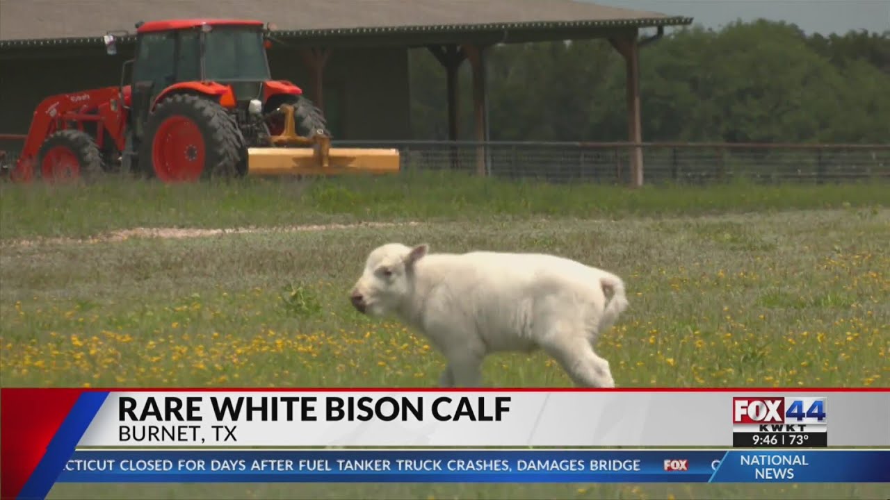 Rare white bison born at Burnet ranch