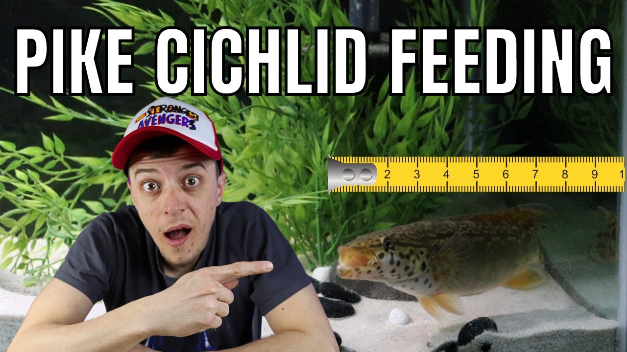Scaping My 125 Gallon PIKE CICHLID Tank | Feeding + Fish Room Update