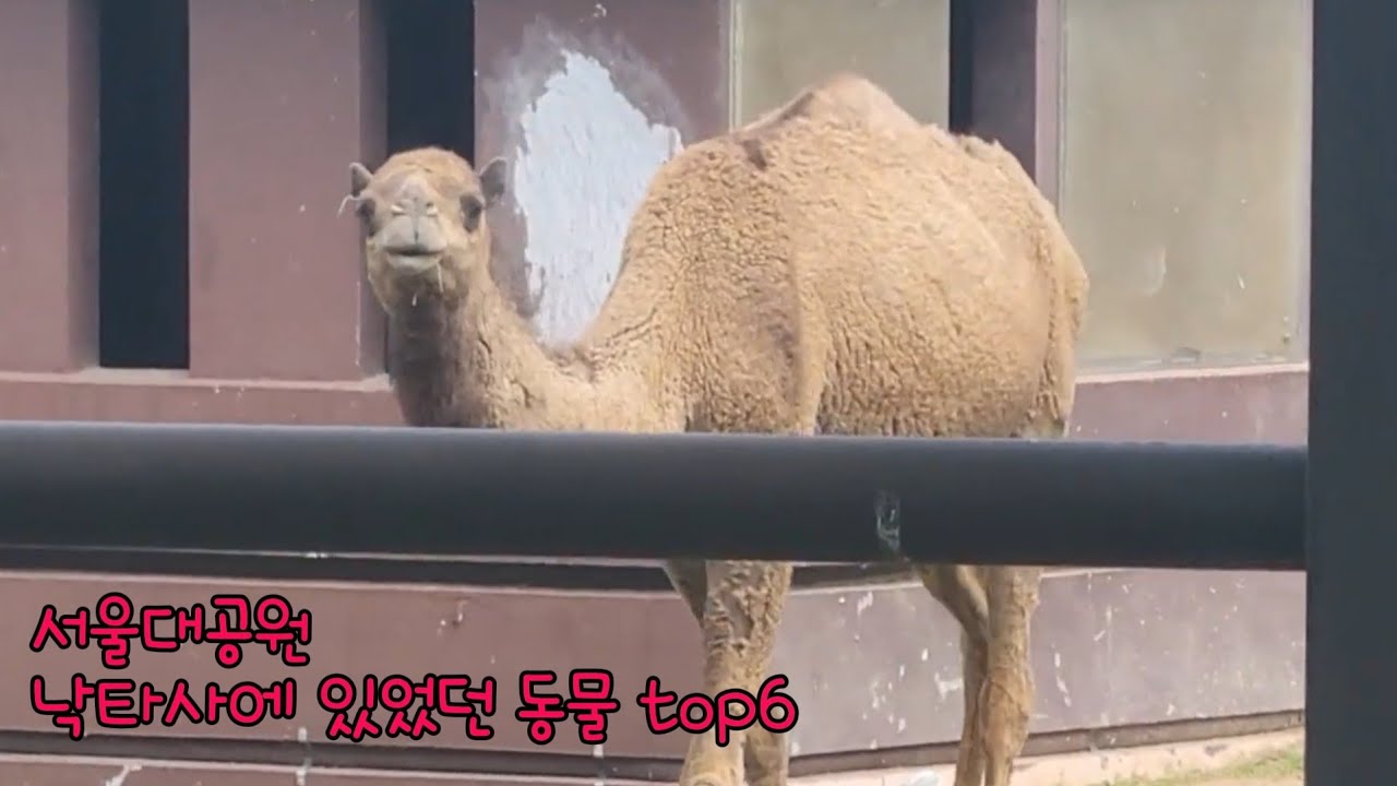 서울대공원 낙타사에 있었던 동물 top6 