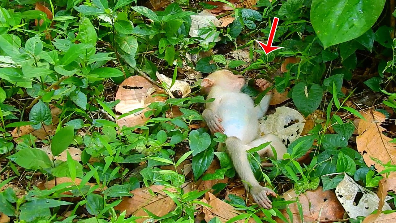 What happen problem with baby monkey Rojo?