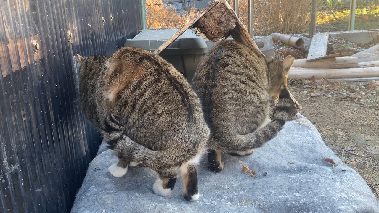 野良猫にお家をあげた翌日に雪が降ったので見に行くと