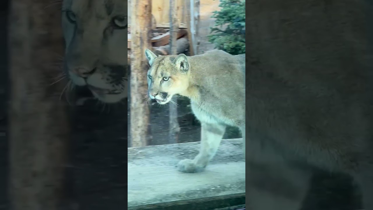We visited the critters at the Big Bear Alpine Zoo!