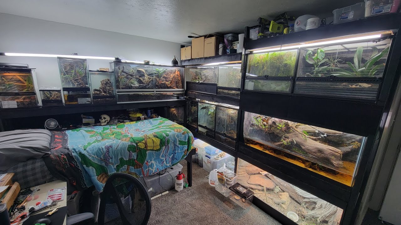 Reptile room tour over 70 animals!