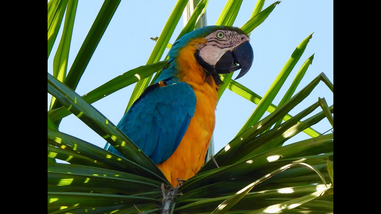 Brazil, Animals/Birds/People July, 2025
