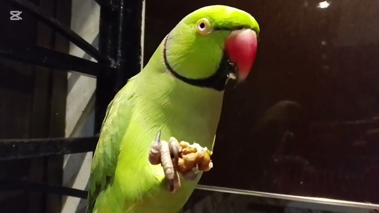 Ringneck Indian kivi🦜 Talking and Playing🦜