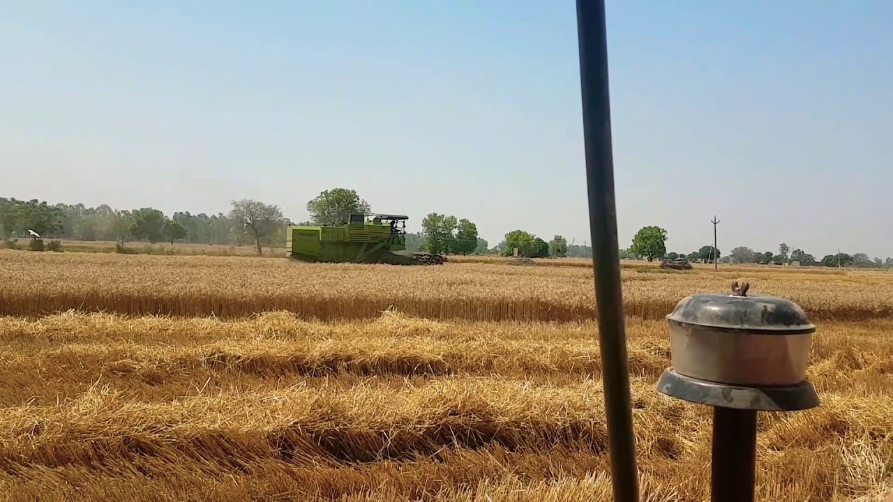 Bakhsish 930 performance in field
