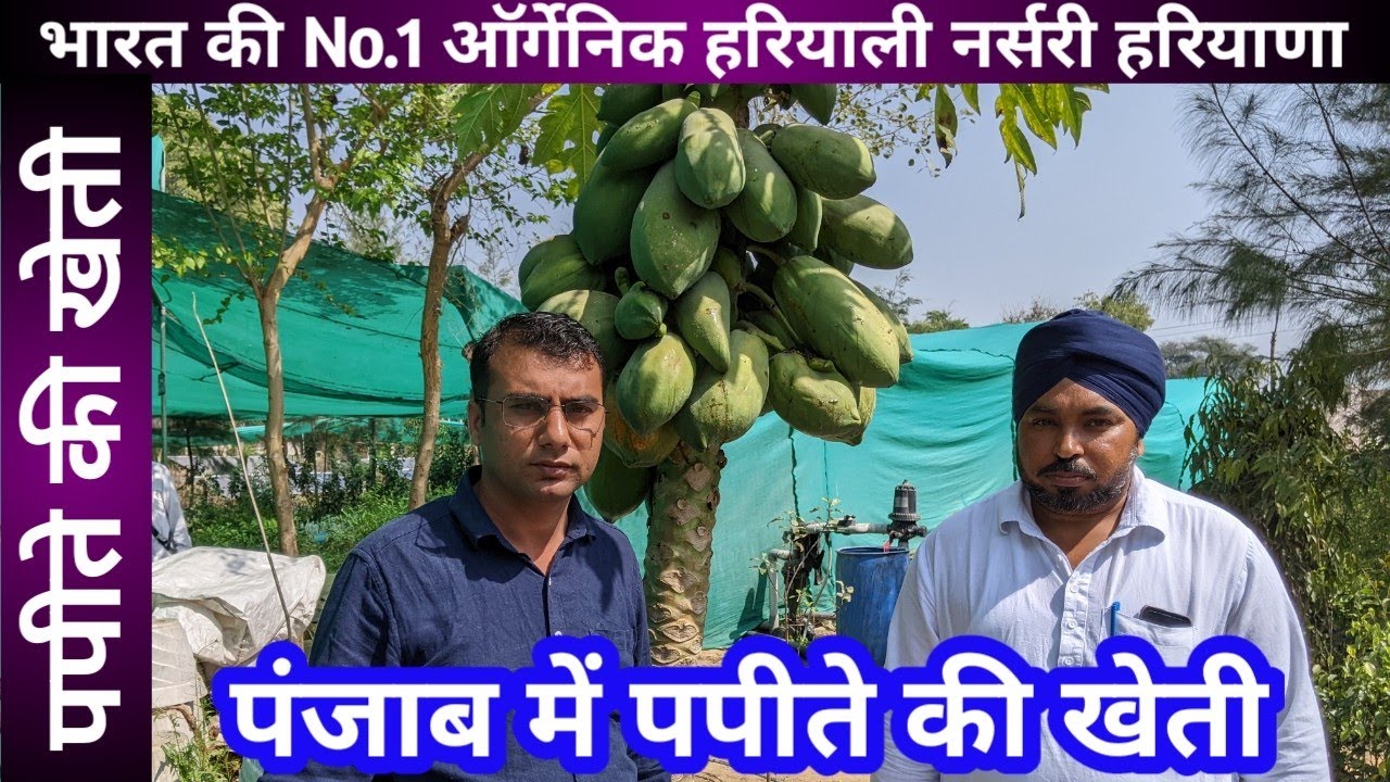 2109.पंजाब में पपीते की खेती. papaya farming in Punjab full information