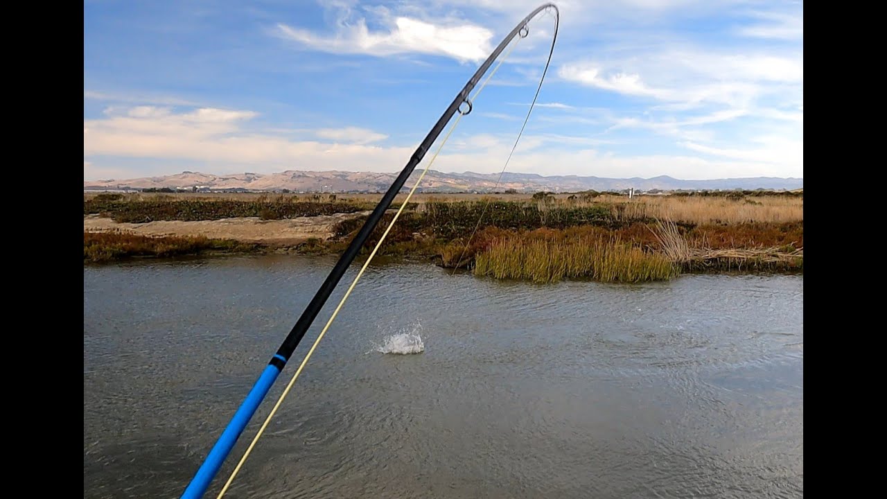 Striper Fly Fishing California Delta - Free Form Fly Fisher