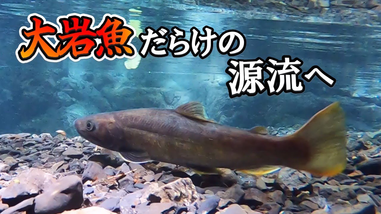 【南アルプス源流釣り②】尺超え20匹！大イワナしか釣れない幻の秘境！！【三泊四日/Day3-Day4】