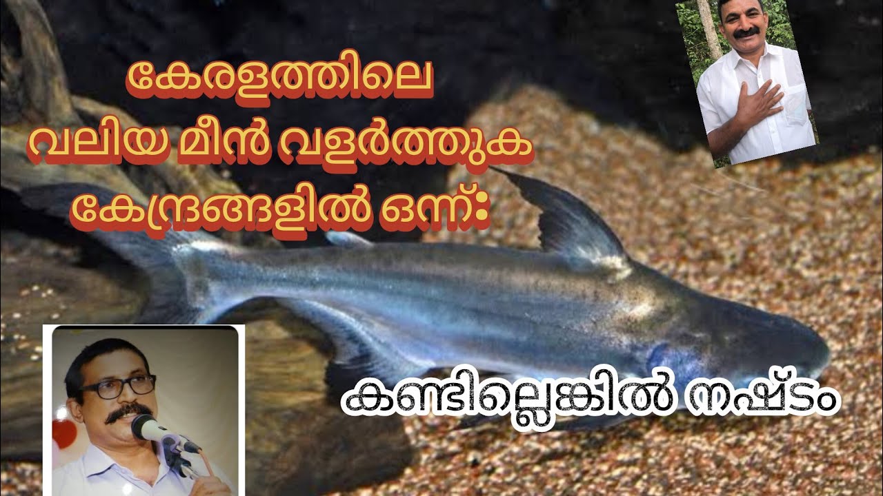 കേരളത്തിലെ ഏറ്റവും വലിയ മീൻ ഫാമിലൊന്ന് 'കണ്ടില്ലെങ്കിൽ നഷ്ടമാണ് സ്കിപ്പു ചെയ്യാതെ കാണുക
