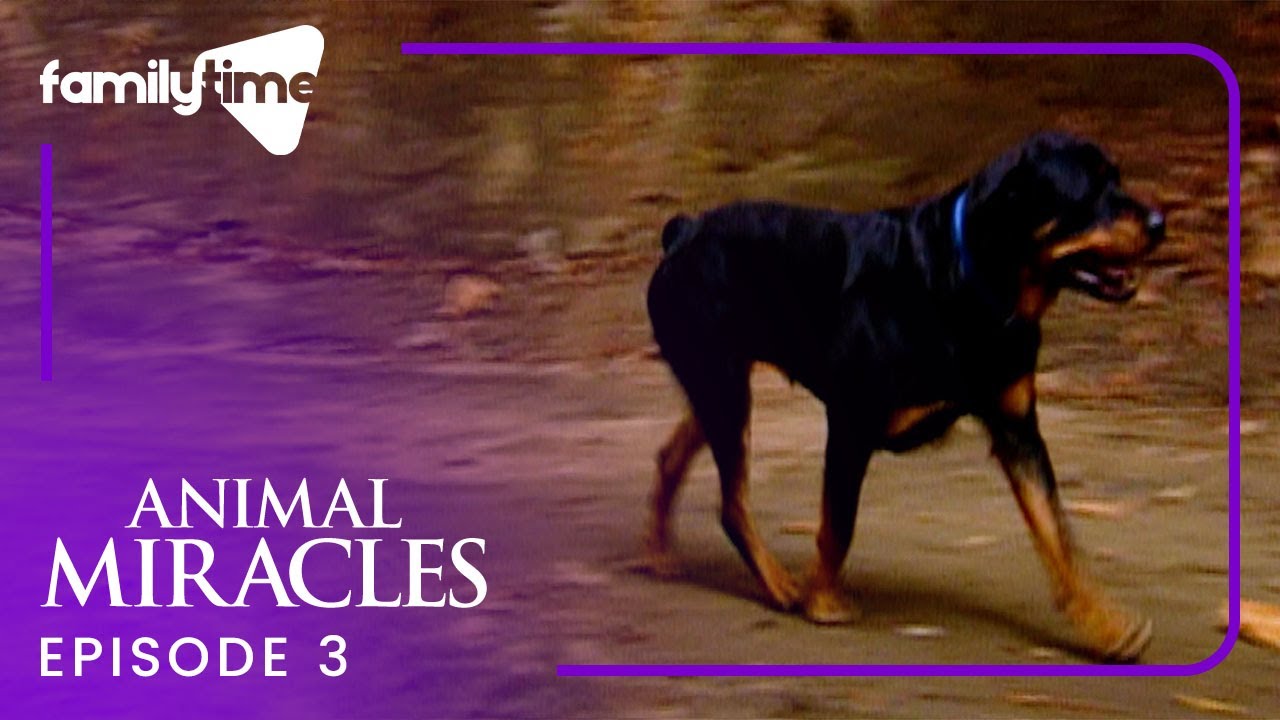 Animal Miracles | Episode 3 | Furry Angels