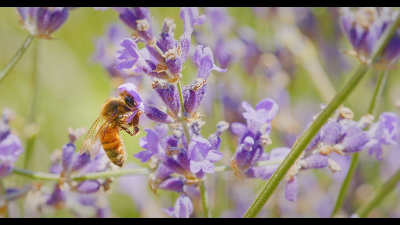 Bee waggle dance: BYU computer scientists decode bee communication