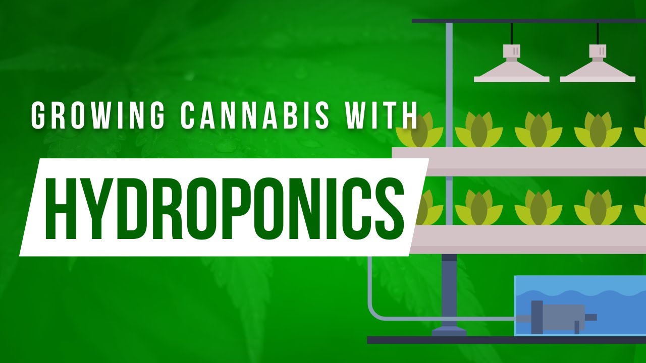 What is Hydroponics | How to Grow Cannabis Hydroponically #gogreen #cannabis