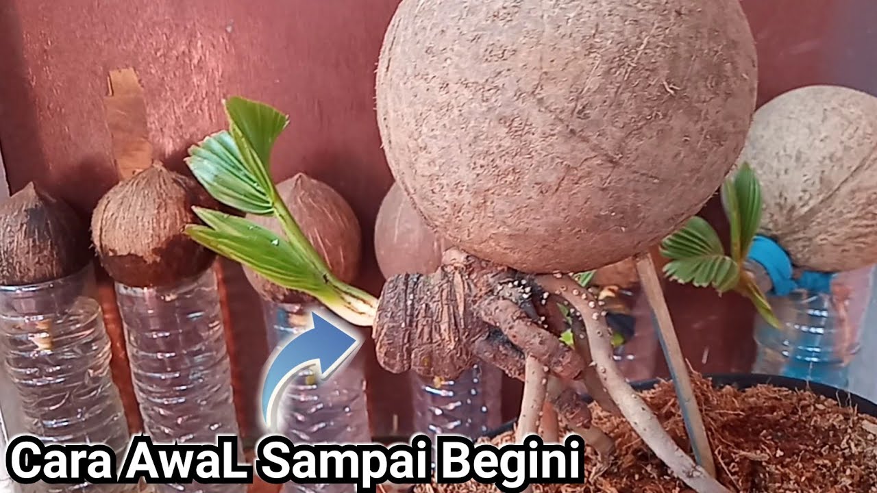 Cara Membuat Bonsai Kelapa Sampai Jadi Seperti Yang Kita Harapkan