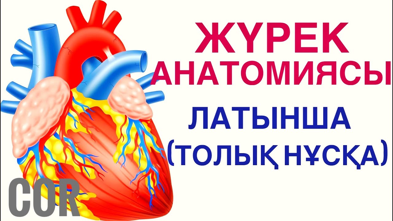 ЖҮРЕК АНАТОМИЯСЫ | ҚҰРЫЛЫСЫ | ҚЫЗМЕТІ | ҚАЗАҚША | ЛАТЫНША