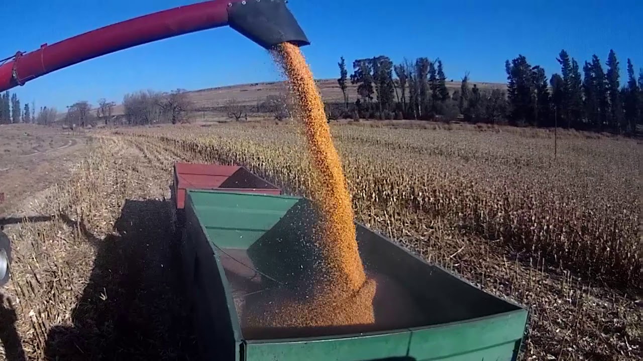 First Corn of 2020