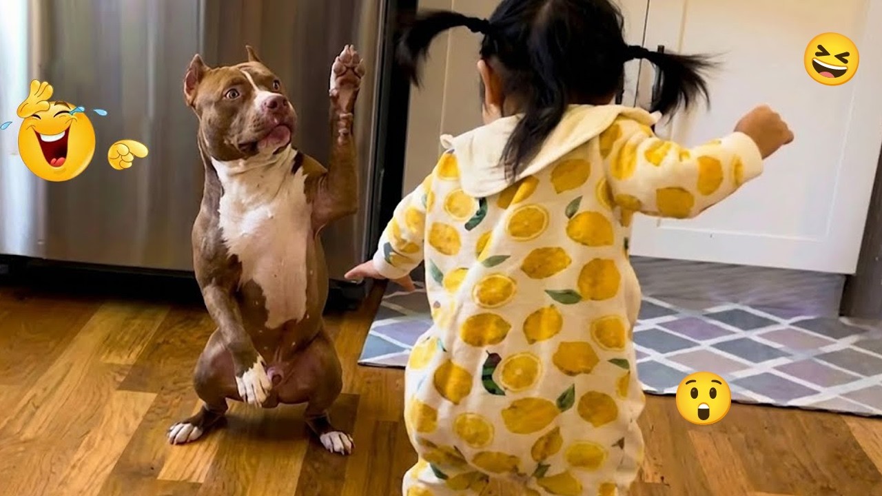 I Can’t Stop Laughing at These Hilarious Dogs 😂 Funny Dog Moments 2026 #44