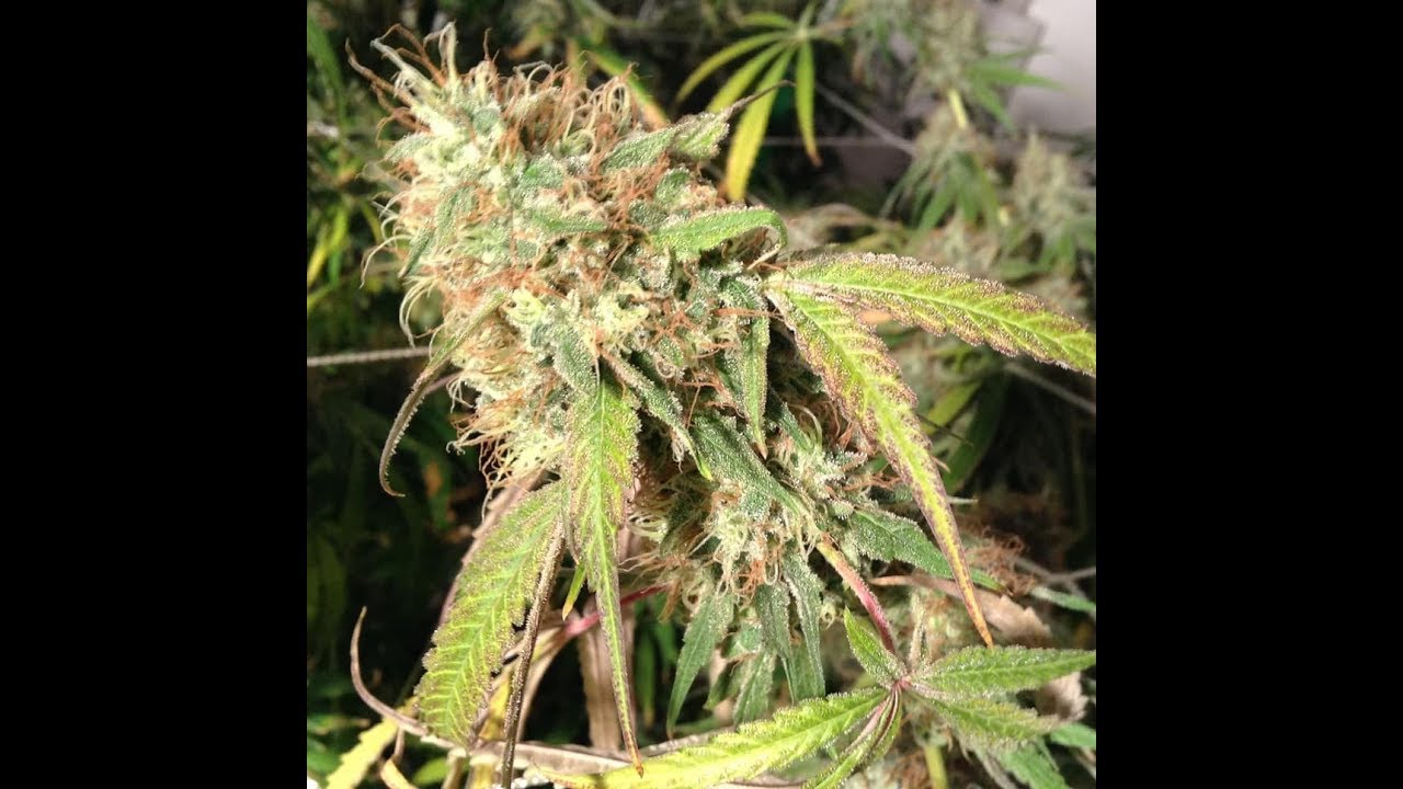 Ferrari blue brisker 420girl Genetics