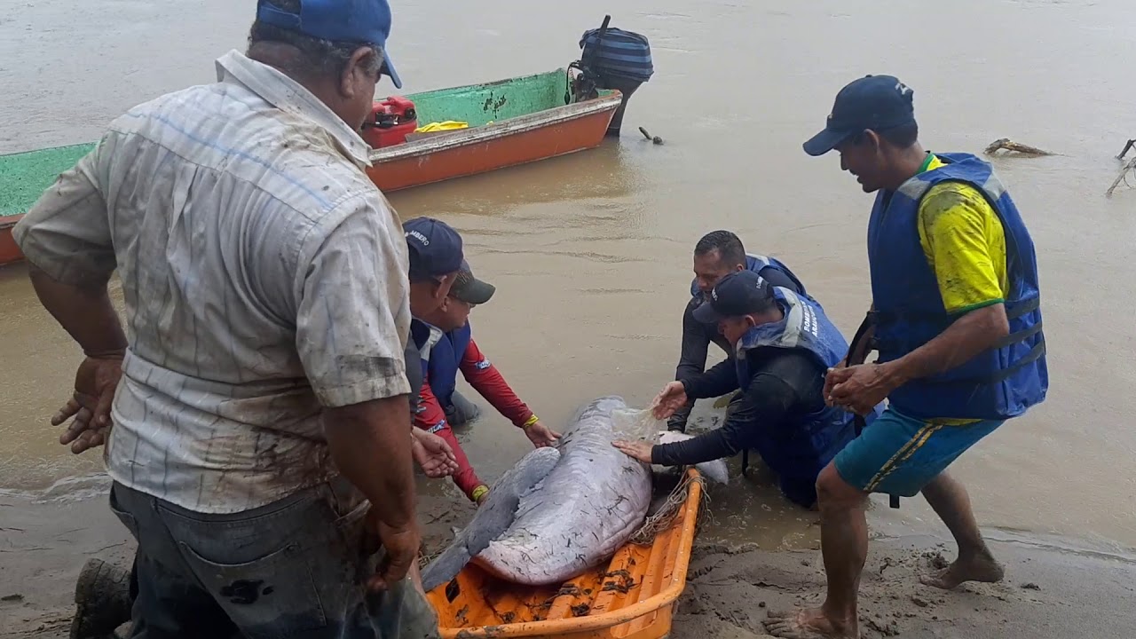 Liberacion delfin rosado o tonina  en el rio Arauca Vereda la Tigra Isla Bayonero M de Arauquita