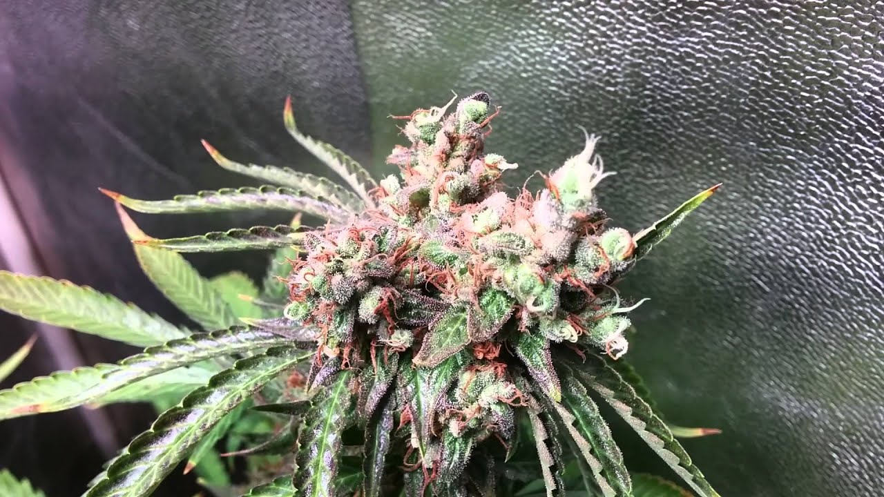 Icemud's Grow update video: Day 67 Flowering with Budmaster COB LED grow lights