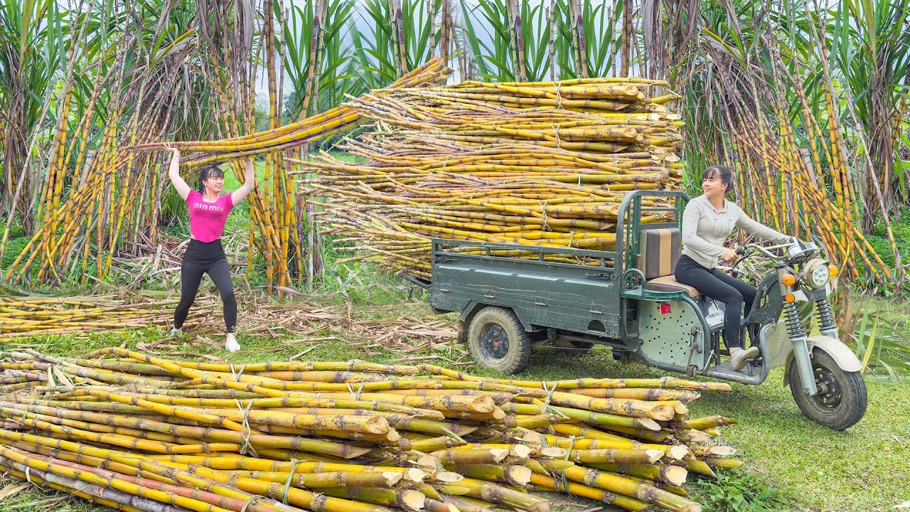 Harvesting A Lot Of Sugarcane & Use 3-Wheeled Truck Transport Sugarcane To Sell /Free Bushcraft
