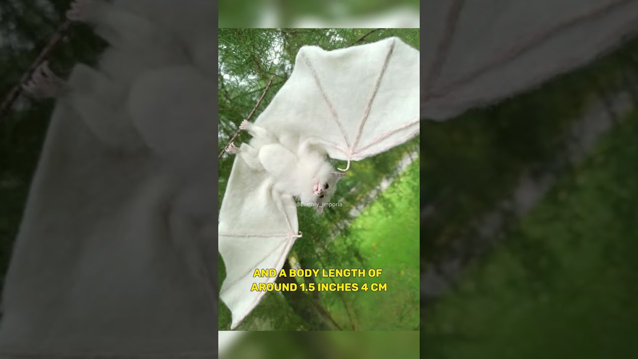 The Enigmatic World of the Honduran White Bat  Fluffy Guardians of the Rainforest Canopy