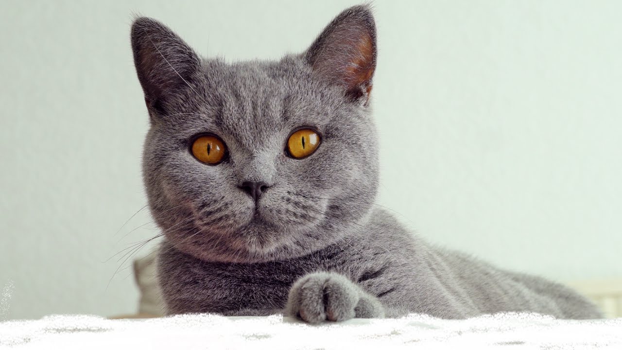 British Cats Are Shocked To See Snow In April !!!