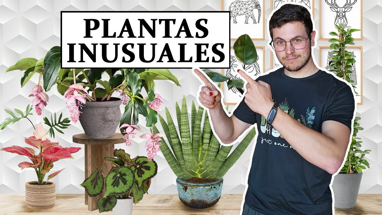 TOP 8 plantas inusuales para interior