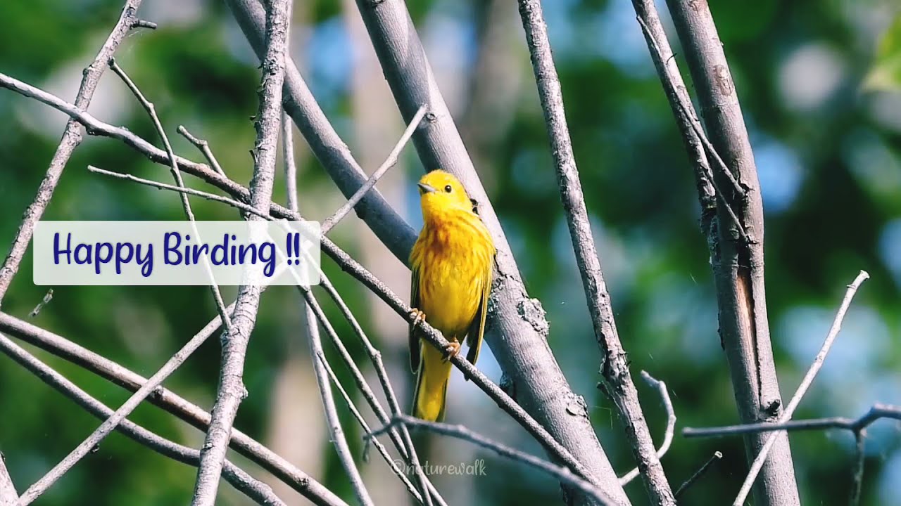 Lovely Yellow Warbler Bird Singing. Warbler Bird Song.