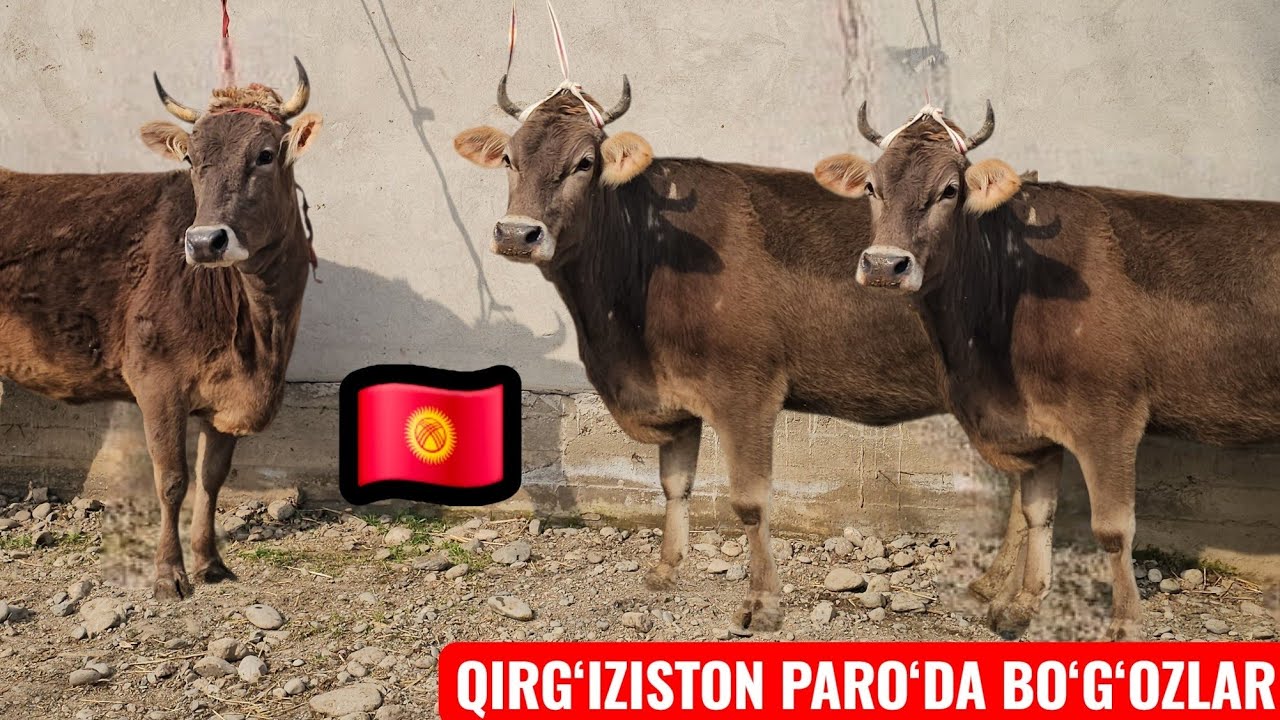 2-PARTIYA 🇰🇬QIRG‘IZISTON PARO‘DA🇰🇬 SHVEST  BO‘G‘OZLAR YETUK KUNI QOLGAN 